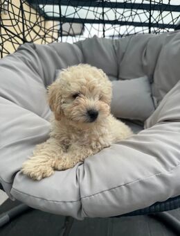 Shih-Poo Welpen suchen ein neues liebevolles Zuhause - Soest