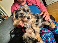 Zuckersüße Yorkshire Terrier Welpen - Helbedündorf