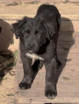 Welpenbub Hardy 🖤 - Laufen