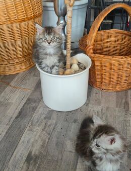 Maine Coon Kitten - Solingen (Klingenstadt)