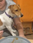 Wurfankündigung in 84332