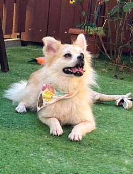 🤍 Elsi 4-jährige Kleinspitz-Dame - Kassel