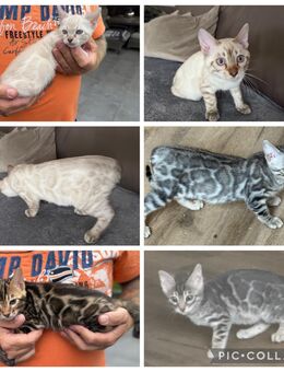 Bengal kittten Reinrassig in verschiedenen Farben Mit Stammbaum - Dortmund