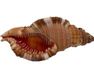 Echte Muschel Cemapium pillare ca. 8 cm - Meeresschnecke - Berlin