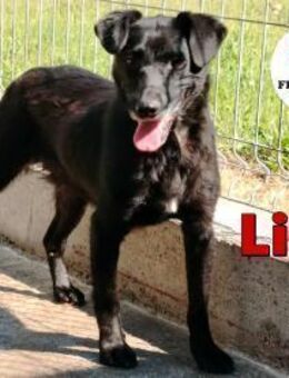 zierliche kleine Lilly sucht ein Zuhause - Margetshöchheim