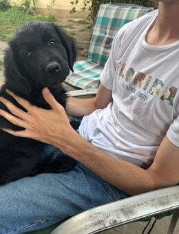 Golden Retriever Mixwelpen - Fehrbellin