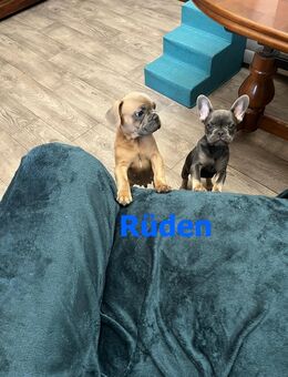 Unsere Französischen Bulldoggen suchen ein liebevolles Zuhause! 🐾 - Berlin Mitte