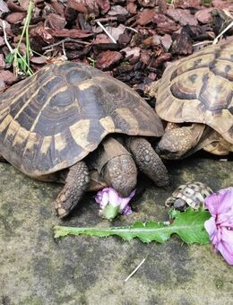 Griechische Landschildkröte, Testudo Hermanni - Neuenhaus