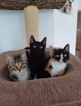 3 Katzen katze kitten katzenbabys katzenbaby hauskatzen hauskatze - Hadamar