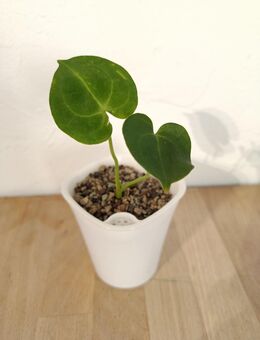 Anthurium Crystallinum - Hamburg