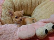 Verkaufe: Ein reinrassiges kleines Mini Chihuahua Weibchen Langhaar. - Berlin