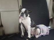 Oliana sucht ein liebevolles Zuhause - Boston Terrier - Völklingen