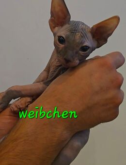 Sphynx-Kitten - Starkenberg
