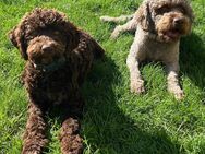 Lagotto Romagnolo italienischer Wasserhund - Abensberg