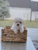 Reinrassige malteser mädchen welpe in 55116