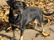 🩷Janka 🩷1-jährige Pinscher-Dackel Mix - Kassel