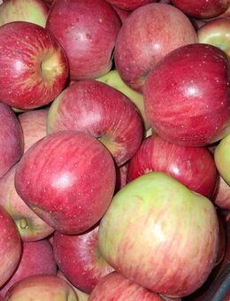 Äpfel frisch vom Baum - Welden