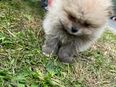 Pomeranian Welpen Bärchen in 50226