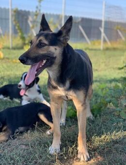 Asha, Hundemama sucht Pflegestelle - Celle