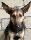 WANDA - sehnt sich nach Zuneigung...... in 47906