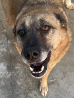 Cody - verschmuste, liebe Waserratte - Hamburg