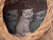 Bkh kitten - Augsburg