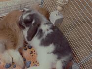 2 Mini Lop Kaninchen Babies (2 Männchen) geimpft gegen Myxo&RHD - Frankfurt (Main)