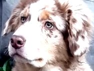 Golden Retriever Collie Australian Shepherd Mix Welpen Abgabebereit - Bad Marienberg (Westerwald)