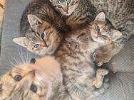 Kitten Katzenkinder Babys Glückskatzen - Schönewalde