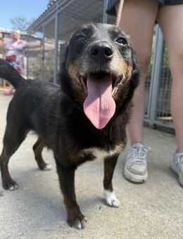 Trixie - schenk ihr einen warmen Winter - Köln
