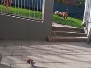 Nette Partnerin wird gesucht... - Hemer