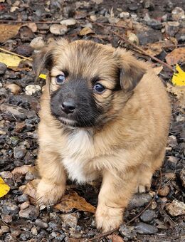 Jack Russel Malteser Mix (noch 3 Welpen frei) - Gärtringen