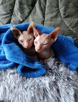 Uschi und Tilli suchen ein neues Zuhause - Bützow