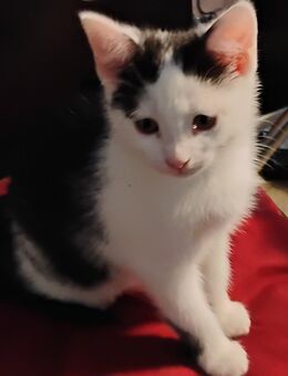 Süßes rot/weißes Katzenbaby einer Glückskatzenmama in Berlin - Berlin