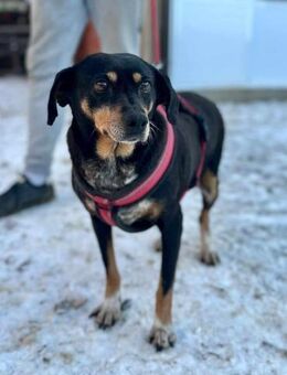 Altes Mädchen sucht zu Hause ❤️ - Mylau