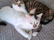 Jungkatzen zu vermitteln - Berlin Charlottenburg-Wilmersdorf
