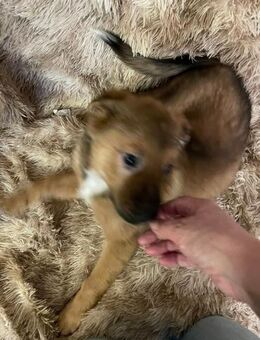 Süßer Tommi❤️sucht Kuschelflat - Seggebruch