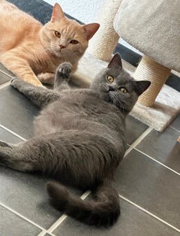BKH Katzen leider abzugeben - Aachen