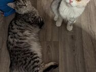 2 Maine Coon Geschwister (7 Monate alt) - Kempten (Allgäu)