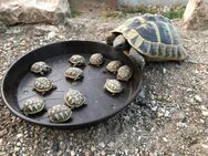 Griechische Landschildkröten Nachzucht 2024 - Werdau Zentrum