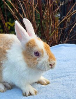 klein bleibender Farbenzwergrammler abzugeben, kastriert - Gelsenkirchen Ückendorf