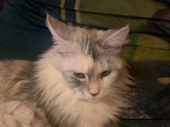 Reinrassige Main Coon - Duisburg