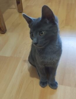 Noch 3 kitten - Ludwigshafen (Rhein)
