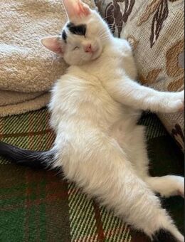 Zuckersüßes Schmusemäuschen sucht dich - Esslingen (Neckar)