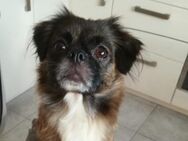 Trixi - liebevolles Zuhause gesucht - Lippetal