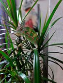 Jemenchamäleon in 99867