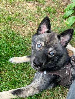 Pomsky deckrüde - Minden (Nordrhein-Westfalen)