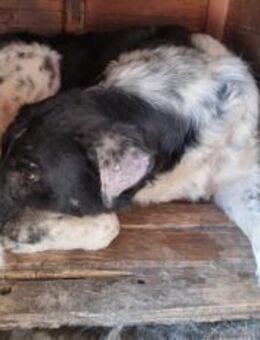 Kannst du Sina wieder Hoffnung geben? - München