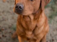 Labrador Deckrüde Foxred - Molbergen