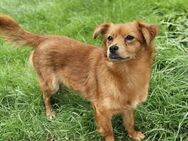 Fay- Mix Hündin sucht ihre Menschen - Berlin